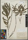 Foto von Salix purpurea L. x Salix viminalis L.